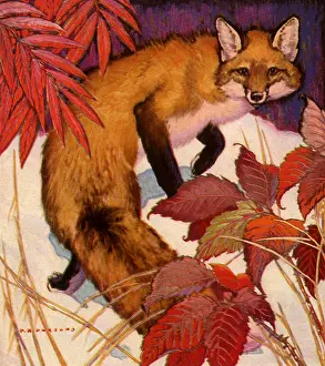 Amid: Fox in the Snow