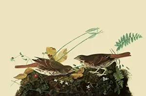 Fox Sparrows