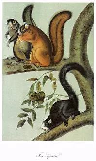 Muzzle: Fox Squirrels