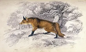 Encountered: FOX / STEWART C1840