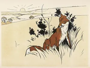 Catches: Fox at sunrise before the hunt