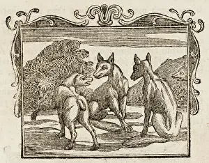 Mourned: The Fox Without a Tail