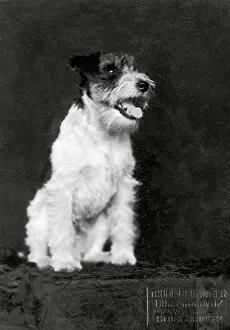 Horovitz: Fox terrier
