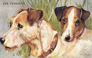 Burrows: Fox Terriers