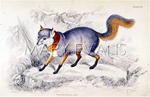 Tricoloured: FOX / TRICOLOURED 1840