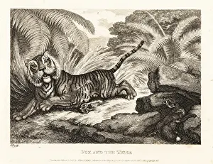 John Gay: A fox watches a wounded tiger