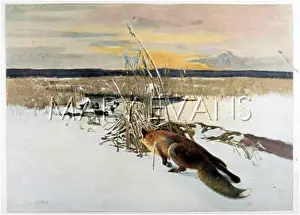 Pounce: FOX / WATCHING DUCKS 19C