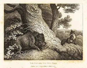 John Gay: A fox watching a wild boar sharpen its tusks on a tree
