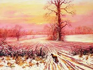 Ridges: Fox in winter