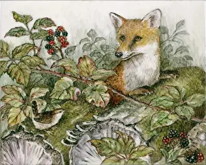 Blackberry: Fox and wren with a blackberry bush