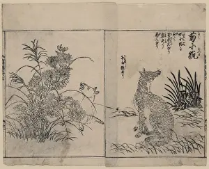 Chrysanthemums: Foxes and chrysanthemums