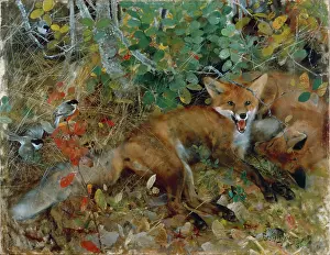Undergrowth: Foxes ' two foxes in undergrowth
