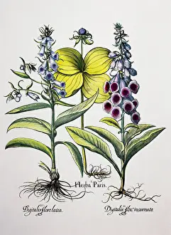 Leafs: Foxglove