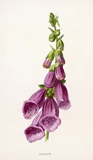 Digitalis: FOXGLOVE DIGITALIS
