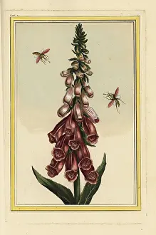 Digitalis: Foxglove, Digitalis purpurea