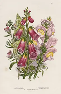 Weasel: Foxglove (Digitalis purpurea), centre. The natural