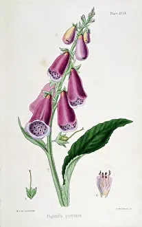 Realised: Foxglove (Digitalis purpurea) source of Digitalis