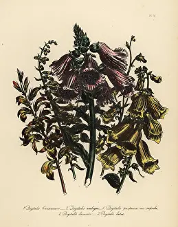 Humphreys: Foxglove or Digitalis species