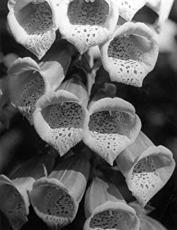Digitalis: FOXGLOVE FLOWERS