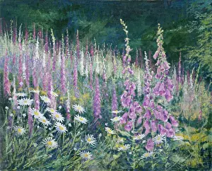 Foxglove: Foxglove Meadow 'with daisies