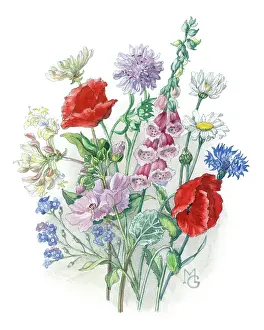 Cornflower: Foxglove, poppies, cornflower, honeysuckle