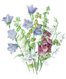 Foxgloves: Foxgloves and Campanulas