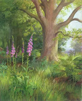 Marius: Foxgloves growing in woodland with large tree