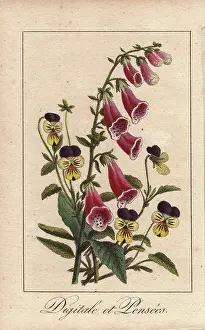 Digitalis: Foxgloves and pansies, Digitalis purpurea and