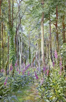Foxgloves: Foxgloves ' woodland with foxgloves