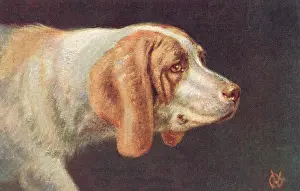 Foxhound: Foxhound