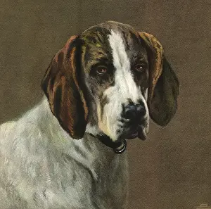 Dour: Foxhound