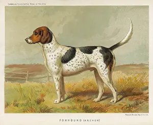 Foxhound: FOXHOUND (BOOK OF DOG)