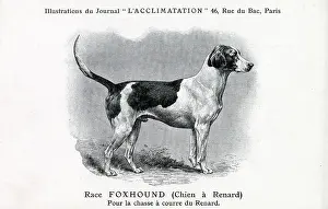 Foxhounds: Foxhound Dog