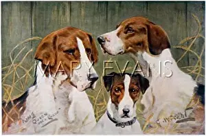 Foxhound: THREE FOXHOUND HEADS