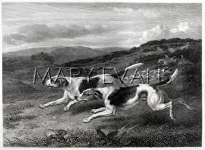 Foxhound: FOXHOUND (REINAGLE)