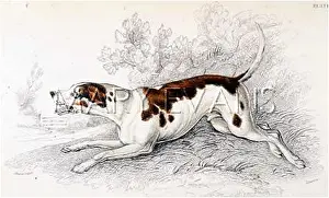 Foxhound: FOXHOUND (STEWART)