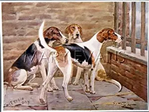 Foxhound: THREE FOXHOUNDS