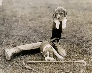 Foxhound: FOXHOUNDS GET THE BOOT