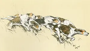 Foxhounds: Foxhounds with their hackles up