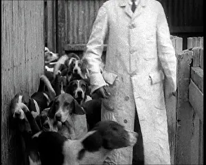 Foxhounds: Foxhounds Leaving Kennels