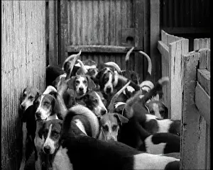 Foxhounds: Foxhounds Leaving Kennels