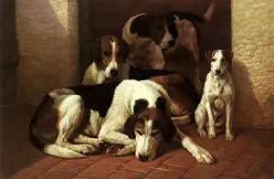 Foxhounds: Foxhounds and a Terrier