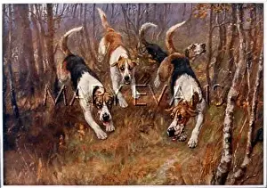 Foxhound: FOXHOUNDS IN A WOOD