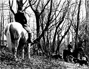 Hedgerow: FOXHOUNDS IN WOODS