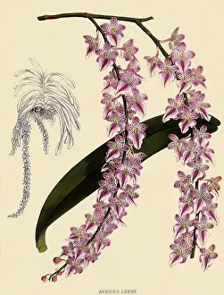 Orchids: Foxtail Orchids, AEorides Lobbii