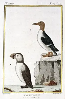 Webbed: Fractercula arctica, Atlantic puffin, Uria aalge, guillemot
