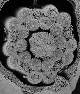 Pollen: Fractured anther