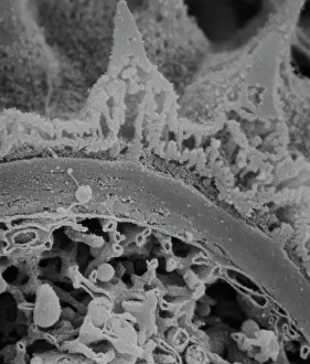 Pollen: Fractured pollen grain