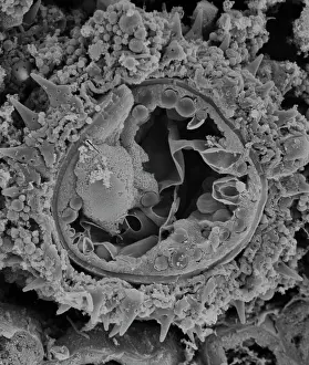 Pollen: Fractured pollen grain
