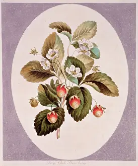 Fabidae: Fragaria chiloensis, Chilean strawberry